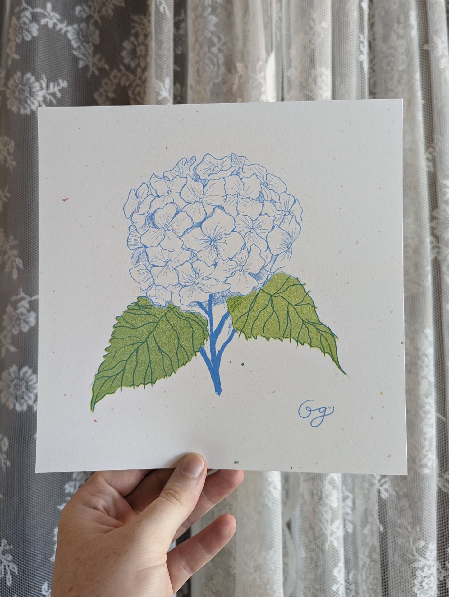 fluffy hydrangea