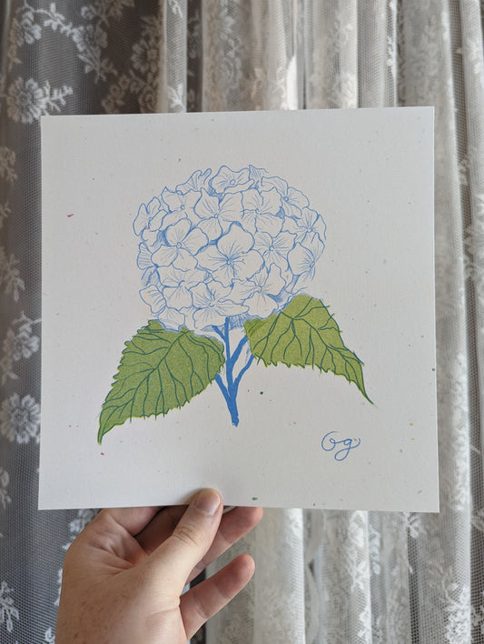 fluffy hydrangea