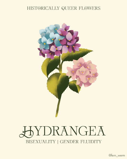 Hydrangea: Bisexuality | Gender Fluidity